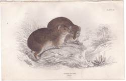 Syrian Hyrax